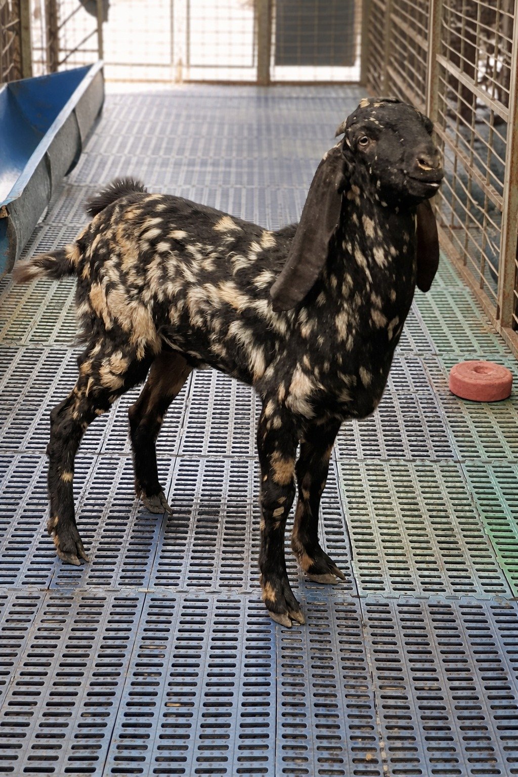 Beetal Goat available at Hindustan Goat Farm